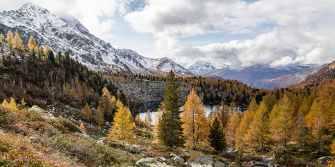 Fototapeta na wymiar Autumn season with golden larche trees over Lake Viola in the Campo Valley in Grisons, Switzerland
