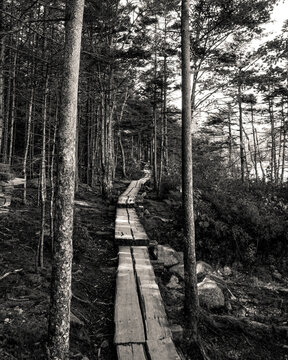 forest in the woods black and white