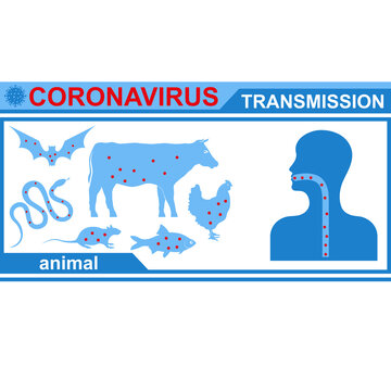 Healthcare infographic elements. Animal transmission of coronavirus. Vector illustration.