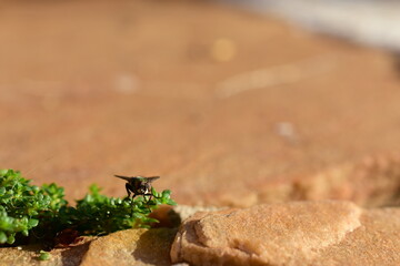 fly on the stone