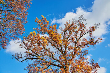 Colorful autumn leaves of an oak tree (genus Quercus) in the sunlight.