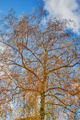 Colorful autumn leaves of a birch tree (genus Betula) in the sunlight.