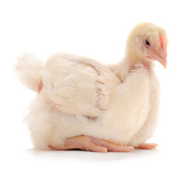One chicken or young broiler chickens.