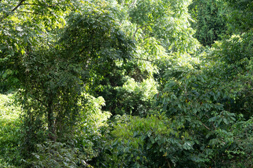 Beautiful aerial view of the green Rain Forest trees in costa Rica