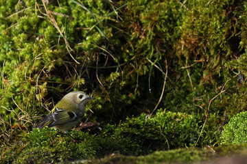Goldcrest, tiny bird surrounded by moss