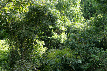 Beautiful aerial view of the green Rain Forest trees in costa Rica