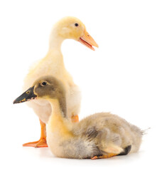 Two young cute duckling.