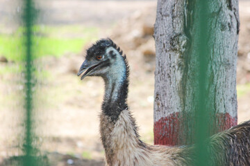 Close up of  sad EMU Bird behind the cages in with shallow depth of field in zoo park in India, animals in zoo behind the bars or in cages 