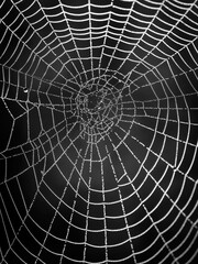 Black and white spider web with dew drops. Morning dew on a web.