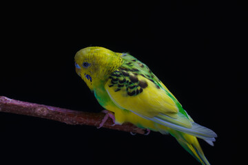 Yellow and green budgie, budgie sits on a wooden stick. Black background