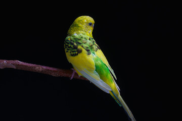 Yellow and green budgie, budgie sits on a wooden stick. Black background