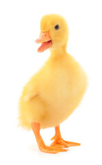 Little cute duckling.