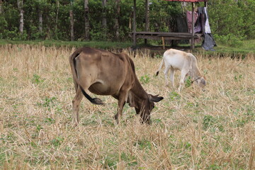 cattles eating grass