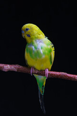 Yellow and green budgie, budgie sits on a wooden stick. Black background