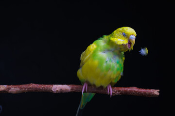 Yellow and green budgie, budgie sits on a wooden stick and cleans feathers. Black background.
