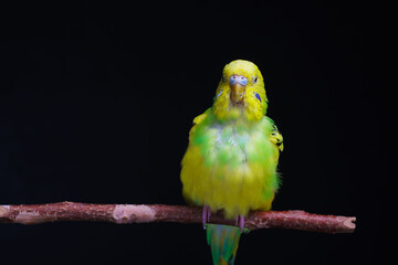 Yellow and green budgie, budgie sits on a wooden stick. Black background