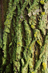 tree bark covered with green moss