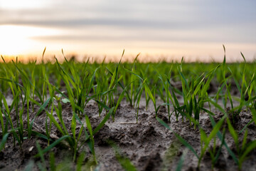 Close up young green wheat seedlings growing in a soil on a field in a sunset. Close up on sprouting rye agriculture on a field in sunset. Sprouts of rye. Wheat grows in chernozem planted in autumn.
