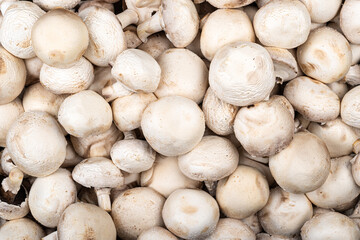 Full frame of fresh white champignon mushrooms.