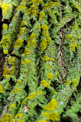 Obraz premium tree bark covered with green moss