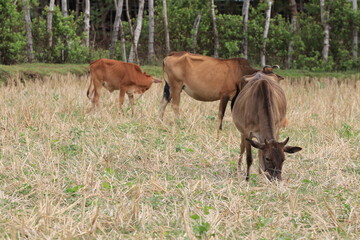 Obraz na płótnie Canvas cattles eating grass