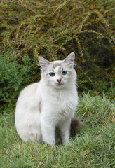 White cat on the grass