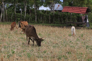 cattles eating grass
