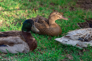 Flock of ducks spending a quiet afternoon in the countryside.