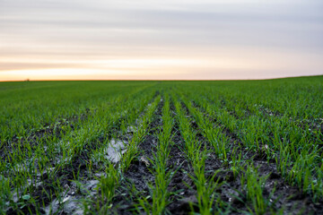 Close up young green wheat seedlings growing in a soil on a field in a sunset. Close up on sprouting rye agriculture on a field in sunset. Sprouts of rye. Wheat grows in chernozem planted in autumn.