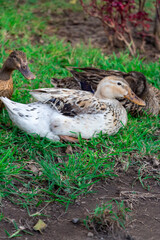 Flock of ducks spending a quiet afternoon in the countryside.
