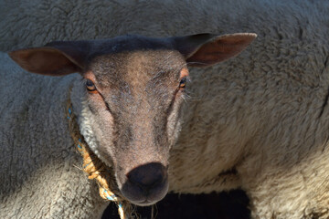 Mouton tête brune