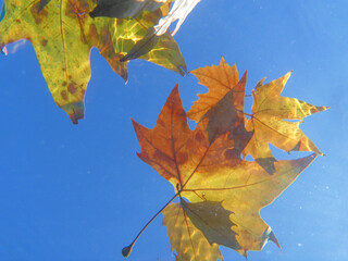 Yellow maple leaves undrerwater in the fall.