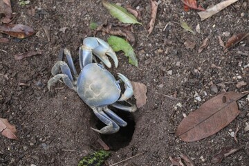 Crab