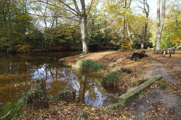 Beech forest in autumn with reflection of the trees in the water. Near the dunes and the Dutch village of Bergen in autumn. On a sunny day. Netherlands, November