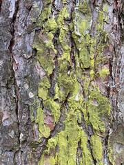 tree texture