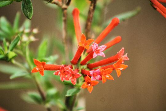 Trompetillas la flor favorita de los colibries