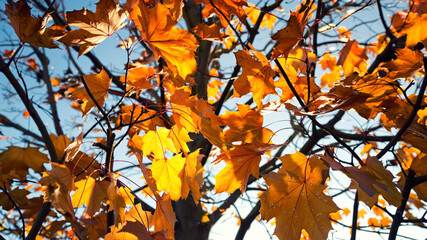 colorful maple leaves in autumn