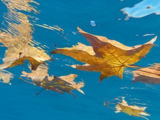 Fototapeta na wymiar Yellow maple leaves undrerwater in the fall.