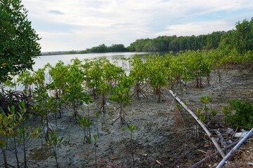 Mangrove trees prevent coastal abrasion and erosion, along the coast of Lebak under the blue sky.