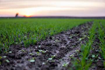 Landscape young wheat seedlings growing in a field. Green wheat growing in soil. Close up on sprouting rye agriculture on a field in sunset. Sprouts of rye. Wheat grows in chernozem planted in autumn.