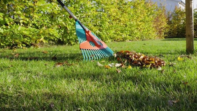 Fallen leaves in and rake on still green grass background. Autumn landscape.  Fall season concept. 