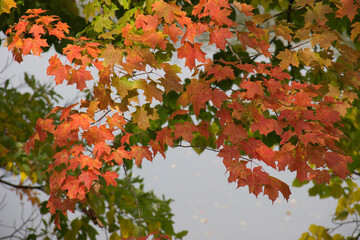 Fall Maple Over Pond