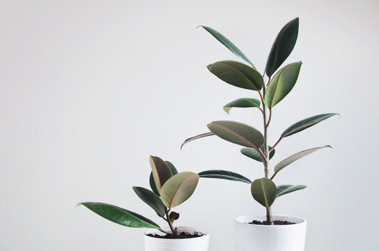 Two modern houseplants with Ficus plant in white pot , Ficus Elastica Burgundy or Rubber Plant