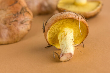 Edible mushroom oiler on beige background with copy space.