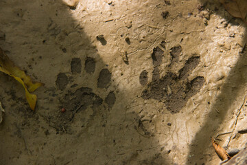 Muddy Paw Prints