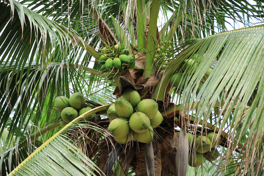 The coconut trees were full of fruit.