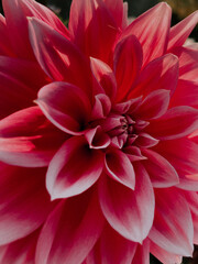 red dahlia flower