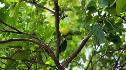 lemons