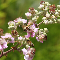 Abeille qui butinent des fleurs de ronce