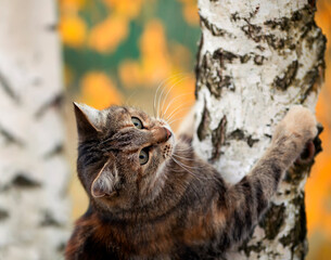 cat on the tree